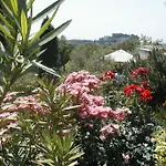 L'olivier *