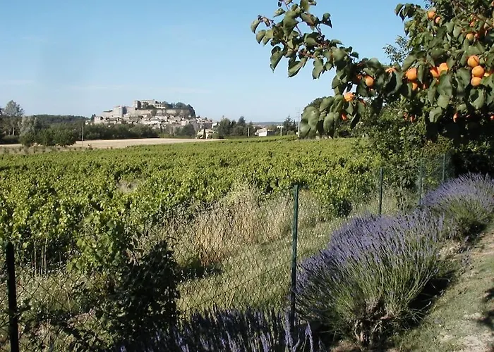 L'olivier