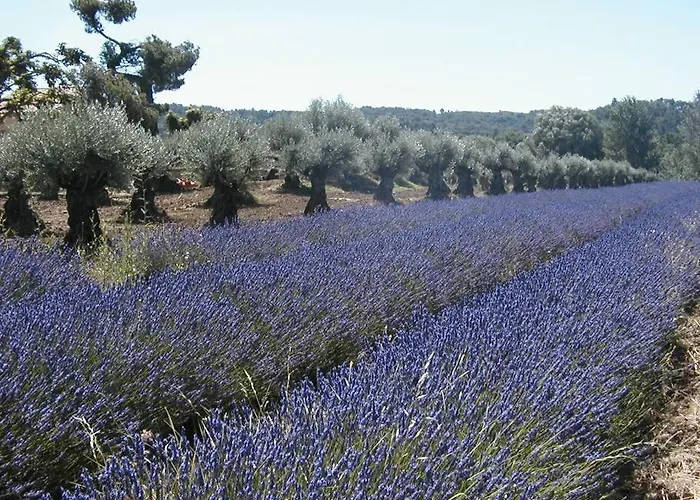 L'olivier דירה *