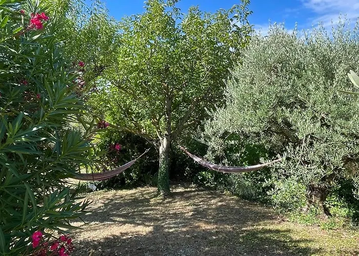 L'olivier גריניאן
